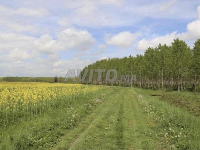 Terrain Agricole à Vendre Sidi Bettache