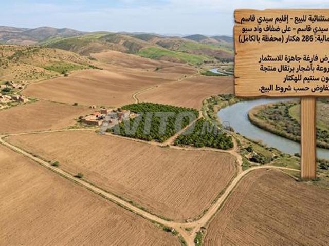 Terrain agricole à vendre Sidi Kacem