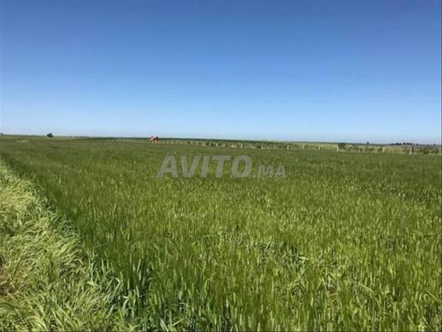 Terrain agricole à vendre Tirs à Aïn Massi 4 hectares