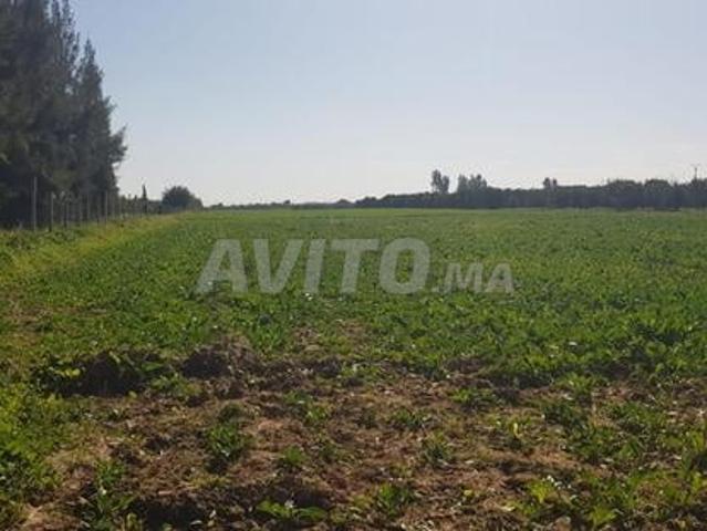 Terrain Agricole à vendre ville Sidi Slimane
