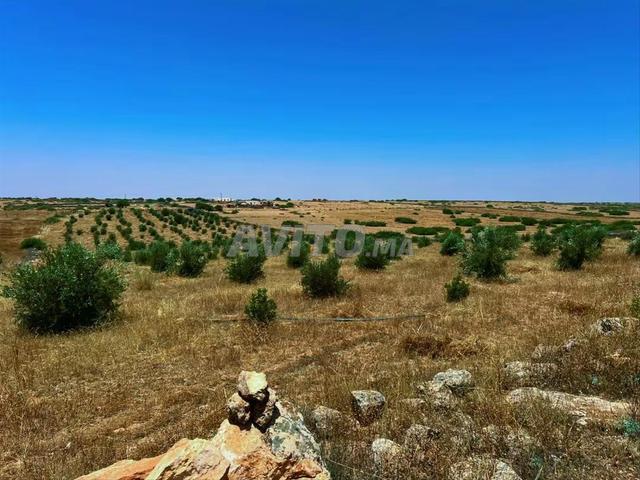 Terrain agricole à vendre 10 Khaddama