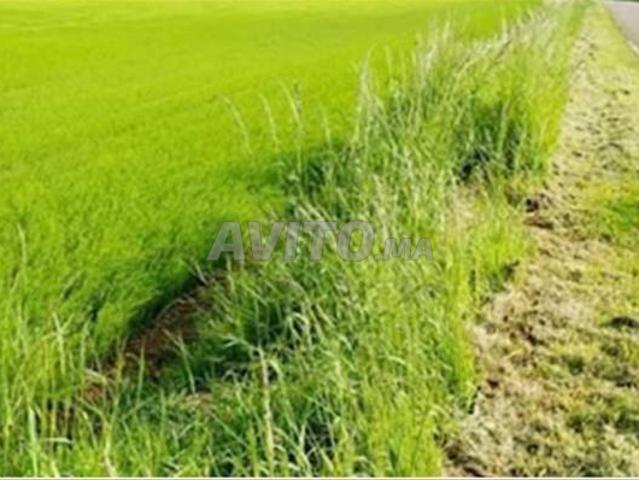 Terrain agricole à vendre