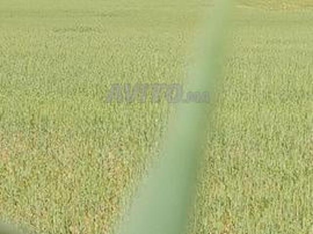 Terrain agricole à vendre 6 hectares