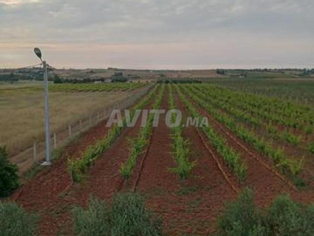 Terrain agricole à vendre