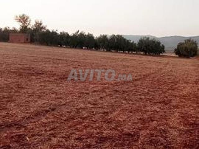 Terrain agricole Ain Tottou 15 hectares