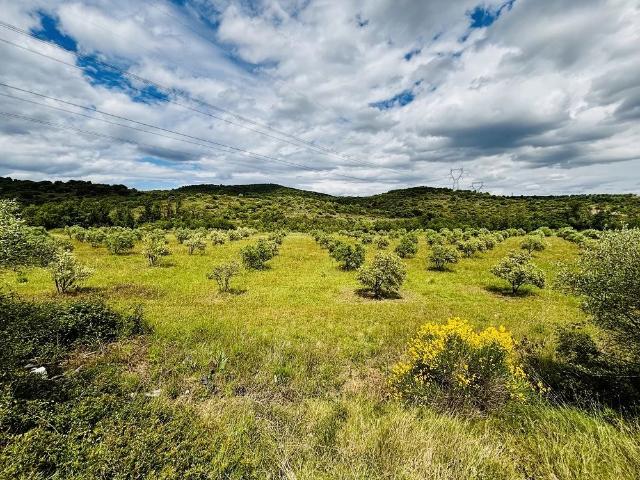 Terrain agricole de 25200m2 avec oliviers