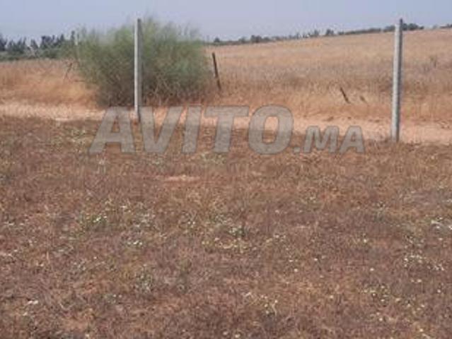 Terrain agricole de 2 hectares, bien entretenu, à vendre, prix 125 millions, Tiflet
