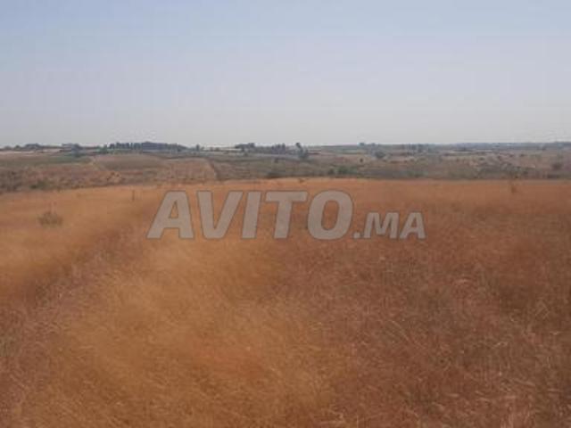 Terrain agricole de 6 hectares à vendre, conservé, zone de Tiflet