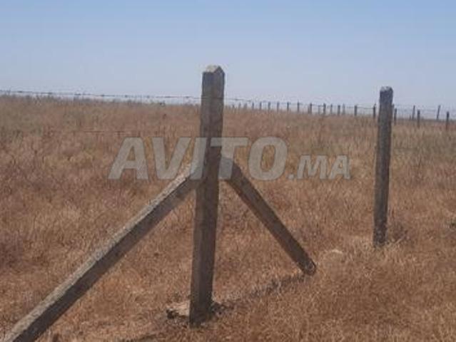 Terrain agricole de 9 hectares bien entretenu à vendre, prix 55 millions, Tiflet