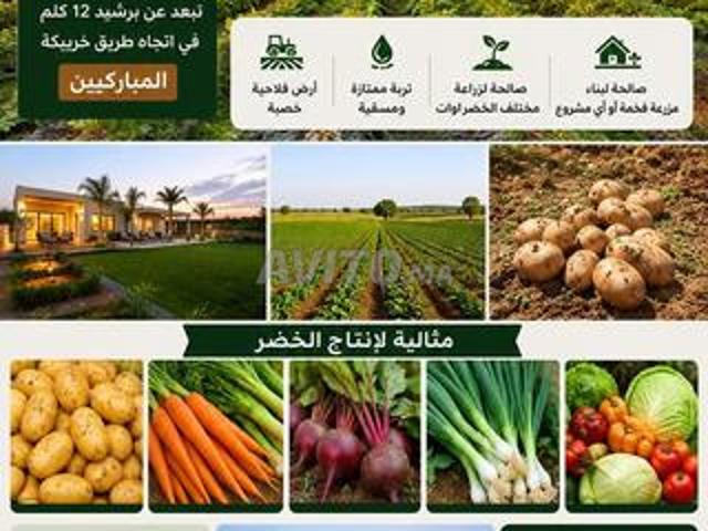 Terrain agricole d'investissement exceptionnel en périphérie de Berrechid