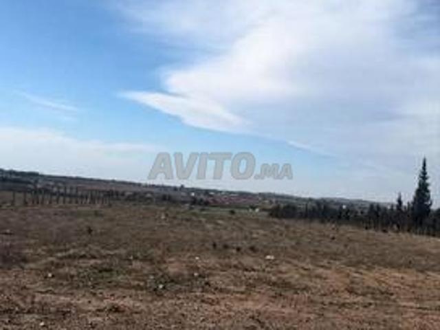 Terrain agricole entre Bouznika et Benslimane à vendre