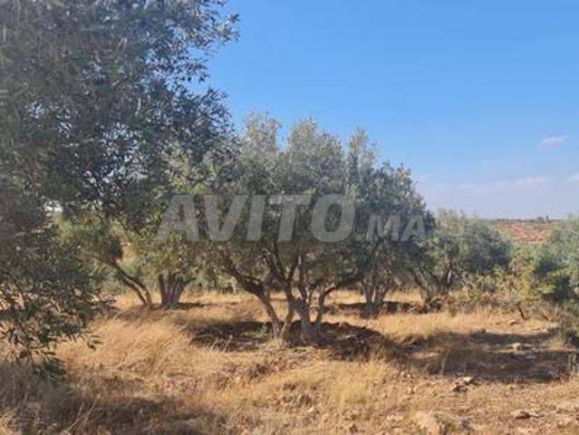 Terrain agricole ferme