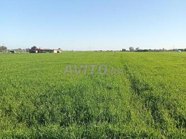 Terrain agricole intéressant