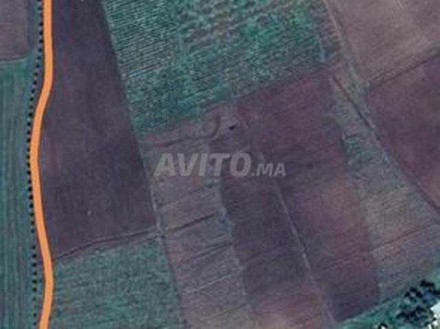 Terrain agricole entièrement planté d'arbres