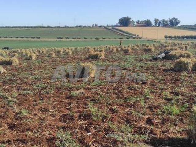 Terrain agricole planté de 13 hectares