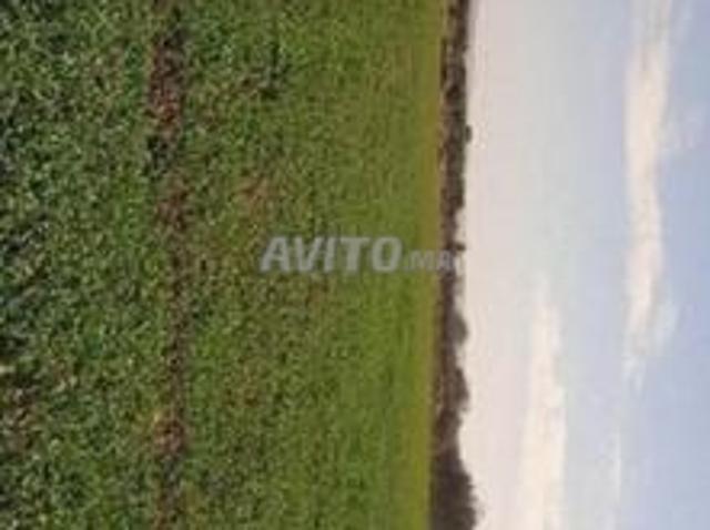 Terrain agricole plus d’un hectare