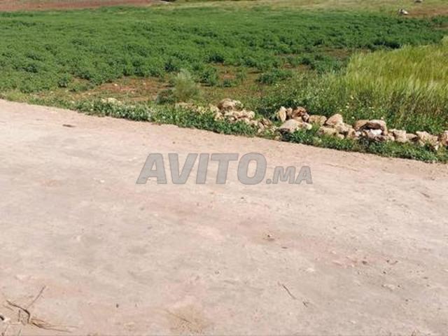 Terrain agricole route Ouled Hamdan