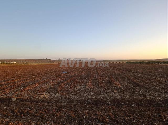 Terrain agricole. Route Ain Allah
