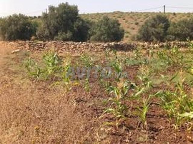 Terrain agricole Safi