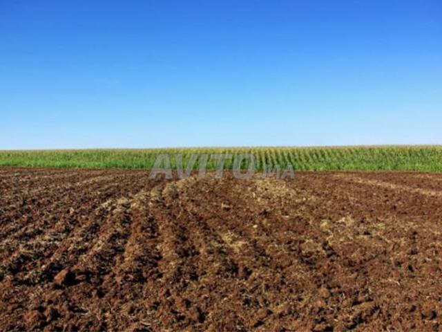 Terrain Agricole Sidi Bettache
