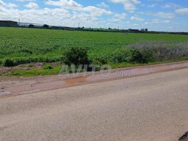 Terrain agricole Thither Fonsi hectare Sidi El Aidi