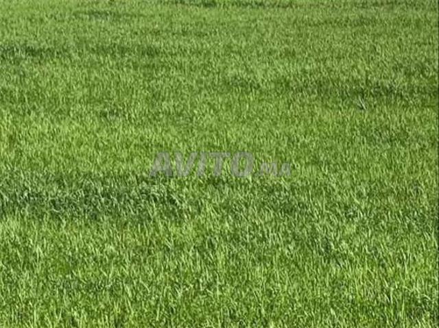 Terrain agricole tiflet
