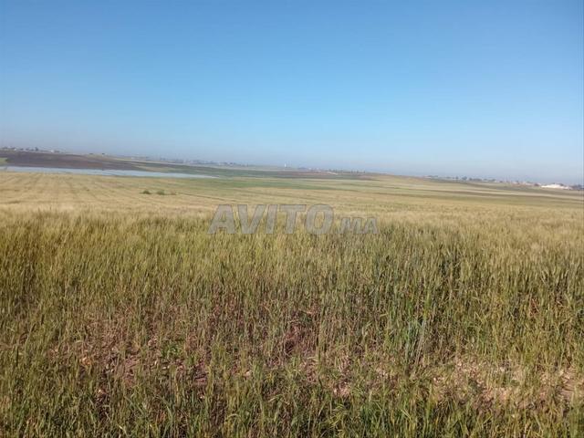 Terrain agricole Tirs