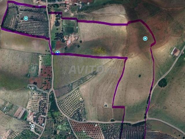 Terrain agricole titré avec oliviers sur la route