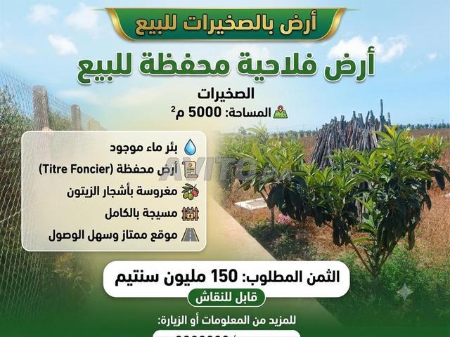 Terrain agricole titré à vendre à Skhirat clôturé et avec puits