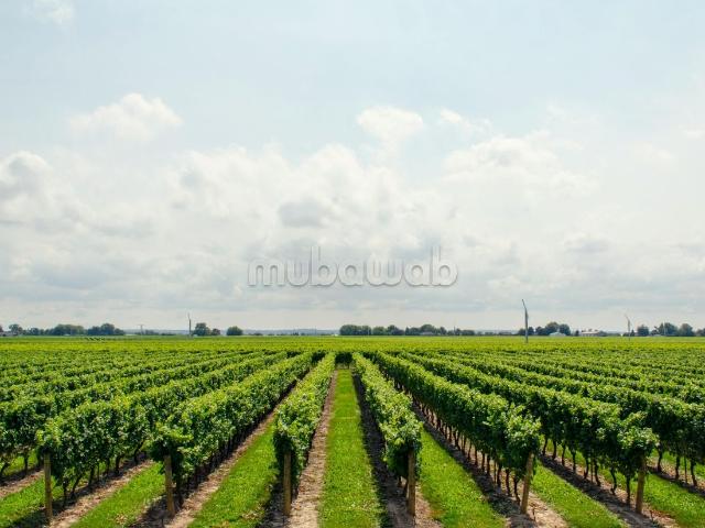 Terrain agricole titré à vendre dix hectares