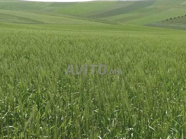 Terrain agricole titré À vendre 22 hectares