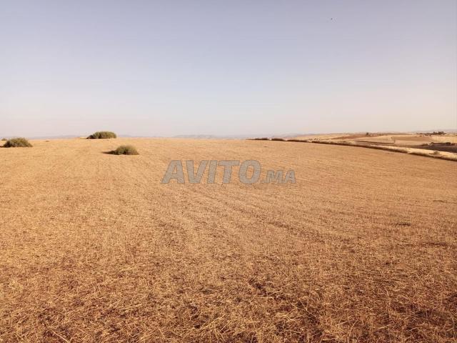 Terrain agricole titre 3ha Tiflet Ait choou