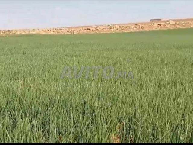 Terrain agricole titre 5 Ha