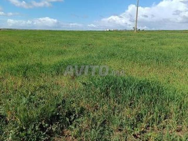 Terrain agricole titré 6000 M2