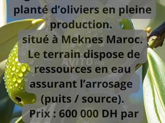 Terrain agricole 150 Hectares
