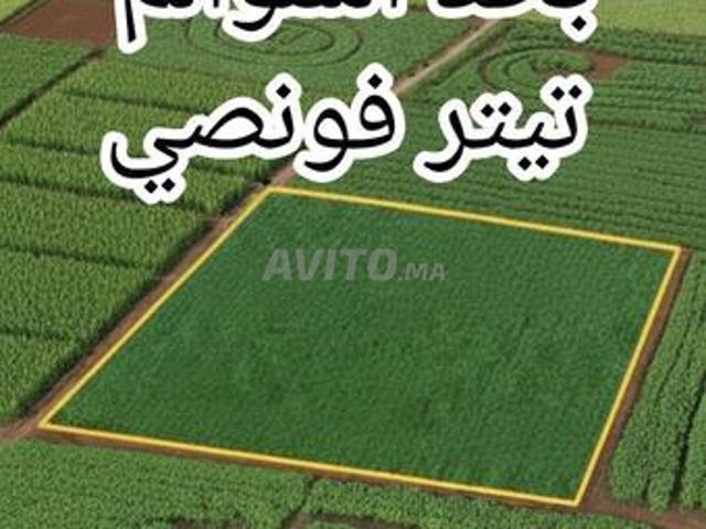 Terrain agricole 1 hectare titré à Had Soualem