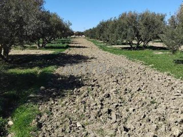 Terrain agricole