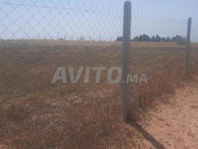 Terrain agricole 2 hectares conservé à vendre prix 125 M Tiflet Ain Jouhara