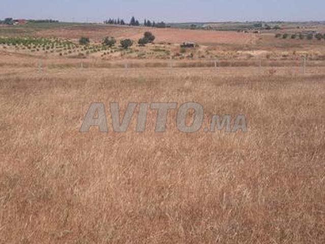 Terrain agricole 2 Hectares titre foncier à vendre Tiflet