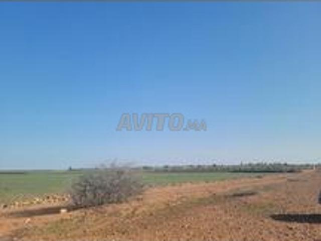 Terrain agricole 3.61 Ha région Settat
