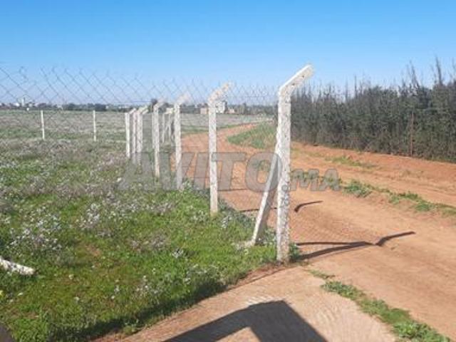 Terrain agricole 3 Hectare titre à vendre tiflet