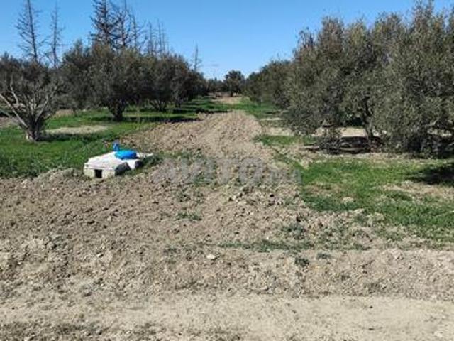 Terrain agricole