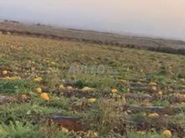 Terrain agricole 4 hectares
