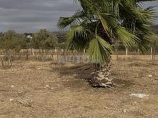 Terrain agricole