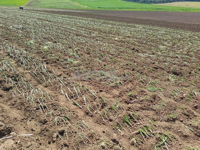 Terrain agricole