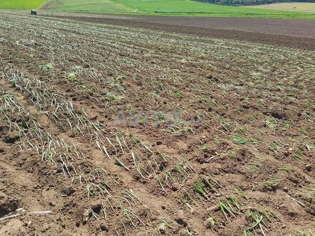 Terrain agricole