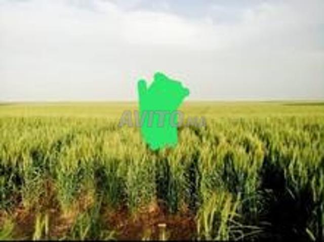 Terrain agricole