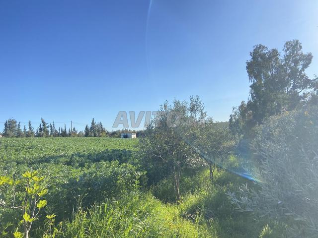 Terrain agricole 7 Khaddama, propriété équipée à vendre