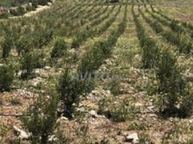 Terrain agricole
