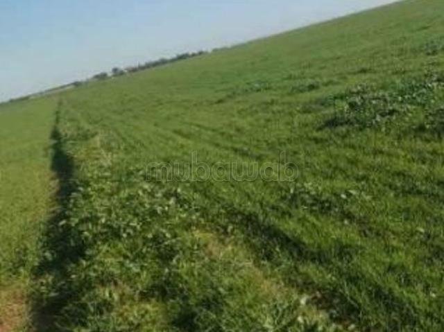 Terrain agricole 8.5 hectares berrechid a vendre